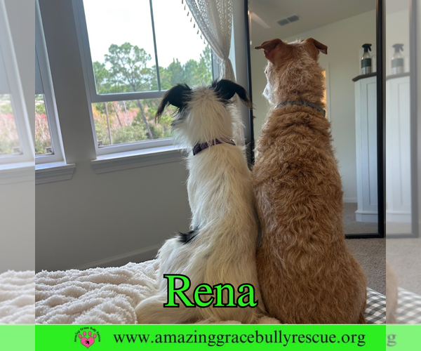 Medium Photo #9 Mutt Puppy For Sale in Pensacola, FL, USA