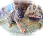 Small Photo #3 German Shepherd Dog Puppy For Sale in PALOS HILLS, IL, USA