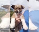 Puppy 5 Cojack