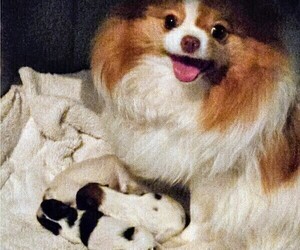 Pomeranian Litter for sale in MENIFEE, CA, USA