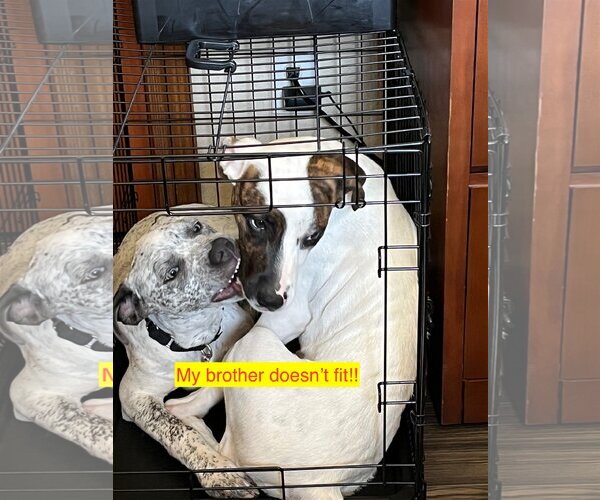 Medium Photo #4 American Staffordshire Terrier-Catahoula Leopard Dog Mix Puppy For Sale in Guthrie, OK, USA