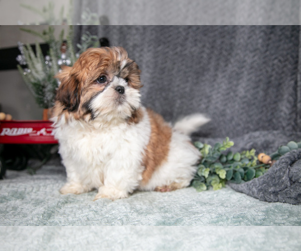 Medium Photo #2 Shih Tzu Puppy For Sale in CLARE, MI, USA