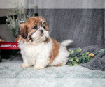 Small #1 Shih Tzu