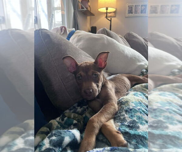 Medium Photo #3 Mutt Puppy For Sale in Wyoming, MI, USA