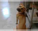 Small Boxer Mix