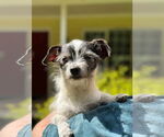 Small #2 Chihuahua Mix