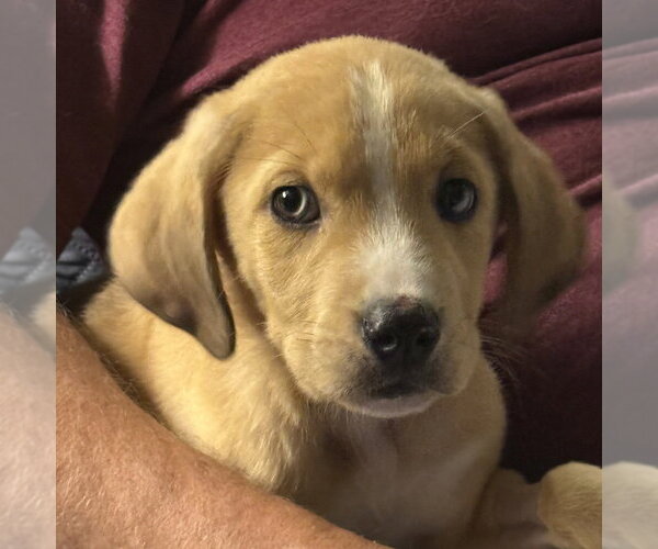 Medium Photo #1 Catahoula Leopard Dog-Labrador Retriever Mix Puppy For Sale in Aurora, IN, USA