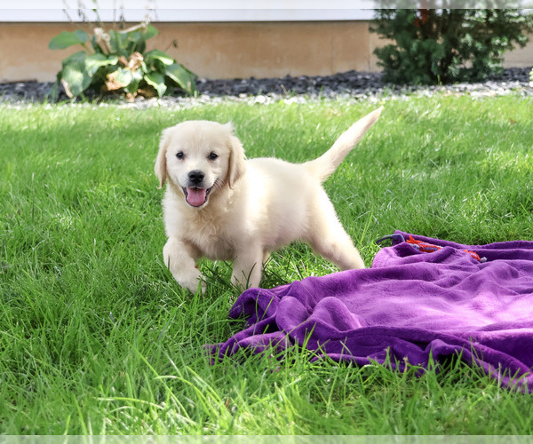 Medium Photo #5 Golden Retriever Puppy For Sale in SYRACUSE, IN, USA