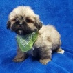 Small Photo #28 Lhasa Apso Puppy For Sale in BUFFALO, MO, USA