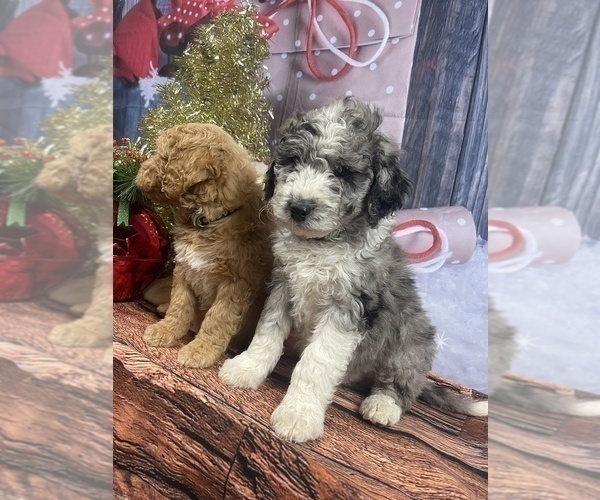 Medium Photo #40 Aussiedoodle Puppy For Sale in COMMERCE, MI, USA