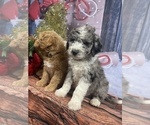 Small Photo #40 Aussiedoodle Puppy For Sale in COMMERCE, MI, USA