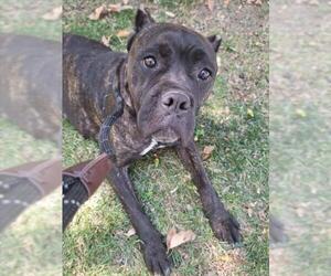 Mutt Dogs for adoption in Woodland, CA, USA