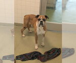 Small #3 Boxer