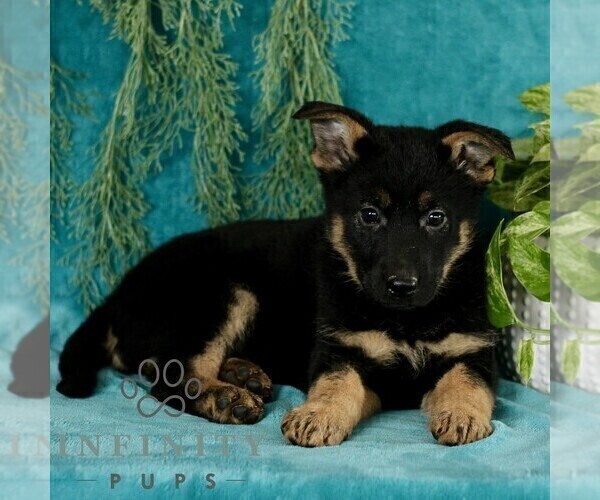 Medium Photo #2 German Shepherd Dog Puppy For Sale in PARADISE, PA, USA
