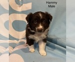 Small Photo #20 Australian Shepherd Puppy For Sale in EXETER, MO, USA