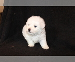 Small Photo #12 Bichon Frise Puppy For Sale in BLOOMINGTON, IN, USA