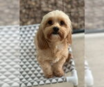 Small Maltipoo (Miniature)