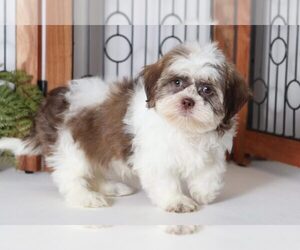 Shih Tzu Puppy for sale in NAPLES, FL, USA