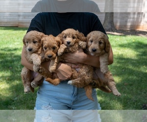 Golden Retriever-Poodle (Toy) Mix Puppy for sale in MATTHEWS, NC, USA