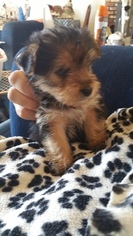 Yorkshire Terrier Puppy for sale in MERCED, CA, USA