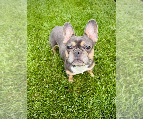 Medium Photo #1 French Bulldog Puppy For Sale in Sioux Falls, SD, USA