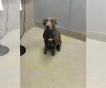 Small American Pit Bull Terrier Mix