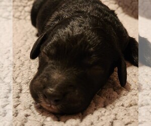 Aussiedoodle Puppy for sale in COLUMBIA, TN, USA