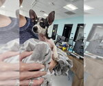 Small Chihuahua Mix