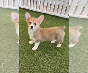 Pembroke Welsh Corgi Puppy for sale in BERKLEY, MI, USA