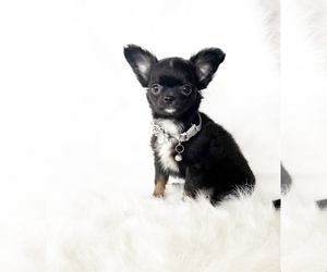 Chihuahua Puppy for sale in SACRAMENTO, CA, USA