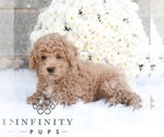 Small #4 Poodle (Miniature)