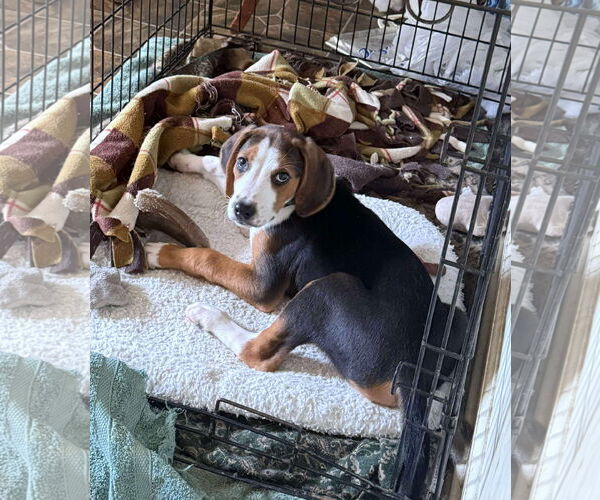 Medium Photo #3 Mutt Puppy For Sale in Roxboro, NC, USA