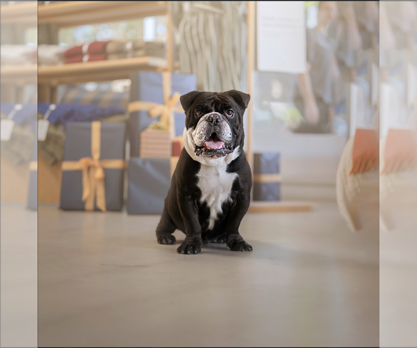 Medium Photo #4 Bulldog-Unknown Mix Puppy For Sale in Marina Del Rey, CA, USA