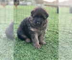 Small #18 German Shepherd Dog