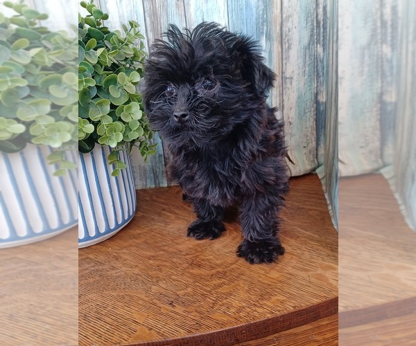Medium Photo #2 Morkie Puppy For Sale in NILES, MI, USA