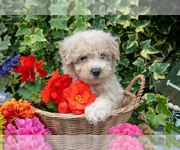 Medium Photo #3 Poodle (Miniature) Puppy For Sale in SHILOH, OH, USA