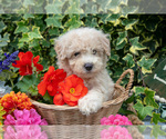 Small #2 Poodle (Miniature)