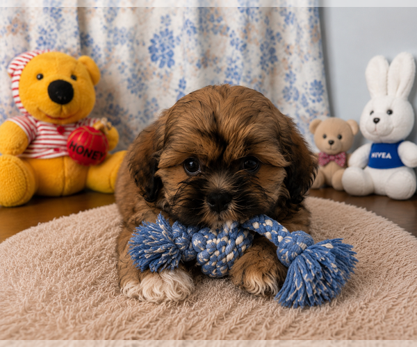Medium Photo #15 Lhasa Apso Puppy For Sale in DURHAM, CT, USA
