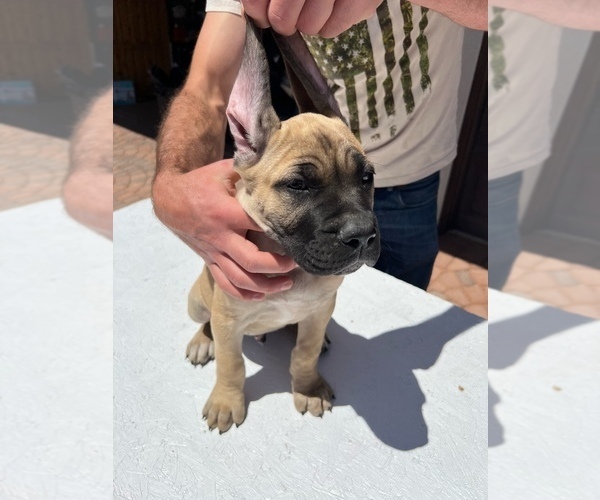 Medium Photo #8 Cane Corso Puppy For Sale in RANCHO PALOS VERDES, CA, USA