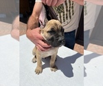Small Photo #8 Cane Corso Puppy For Sale in RANCHO PALOS VERDES, CA, USA