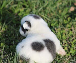 Medium French Bulldog