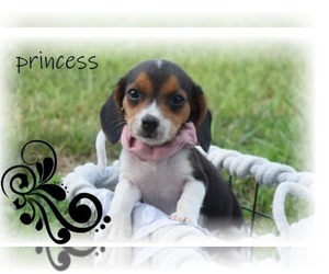 Beagle Dog for Adoption in ALPHA, Kentucky USA
