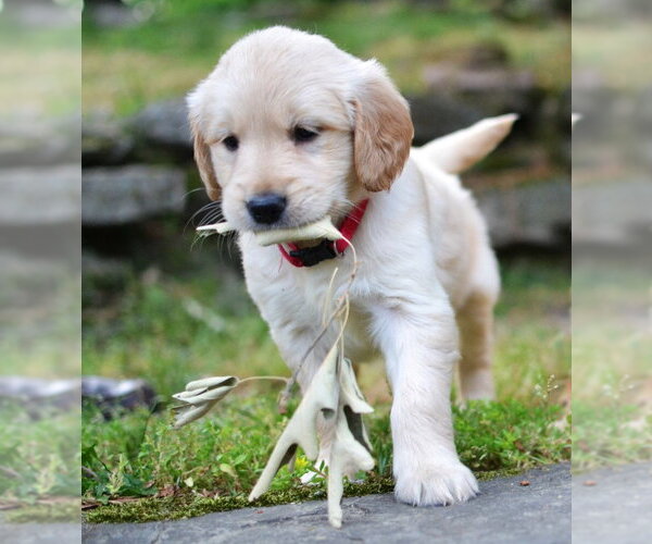 Medium Photo #3 Golden Retriever Puppy For Sale in Enfield, CT, USA