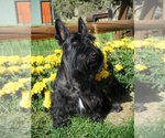 Small Photo #3 Scottish Terrier Puppy For Sale in TERREBONNE, OR, USA