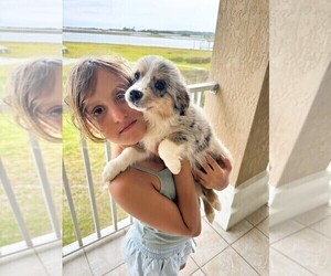 Miniature Australian Shepherd Puppy for sale in JACKSONVILLE, FL, USA