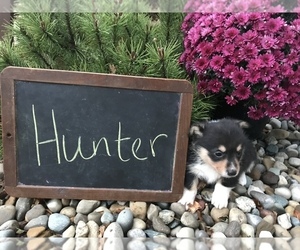Pembroke Welsh Corgi Puppy for sale in ARCOLA, IL, USA