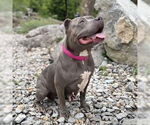 Small #1 American Pit Bull Terrier Mix