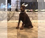Small Photo #3 Doberman Pinscher Puppy For Sale in CALDWELL, TX, USA