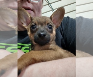 Rat-Cha Puppy for sale in PERRY, IA, USA