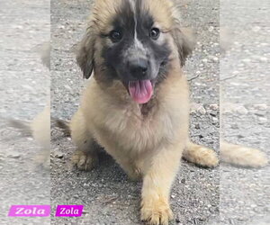 Great Pyrenees-Unknown Mix Dogs for adoption in Alexander, AR, USA